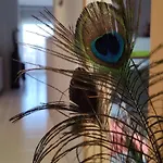 Ca L'esmolet * Tremp